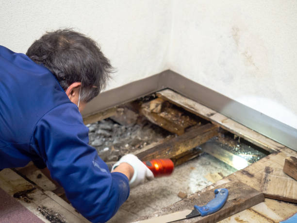 Best White Mold Remediation in Lakemoor, IL