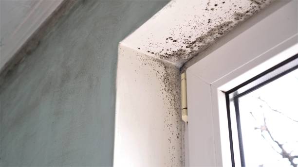 Best Industrial Mold Remediation in Lakemoor, IL
