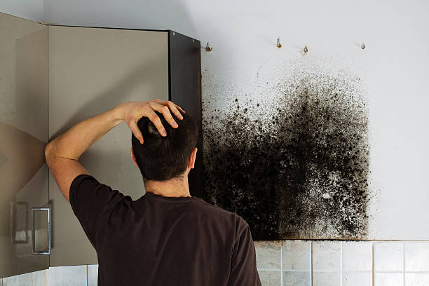 Best Kitchen Mold Remediation in Lakemoor, IL