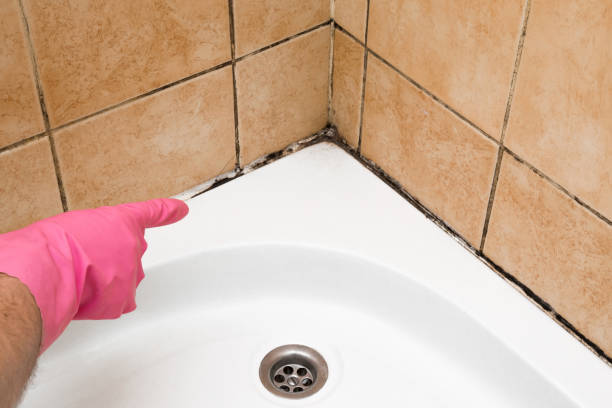 Best Emergency Mold Remediation in Lakemoor, IL
